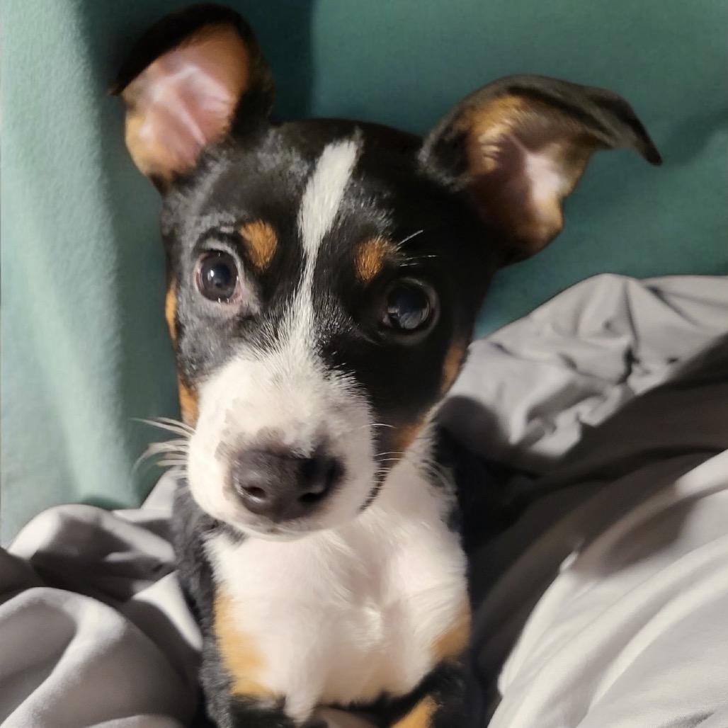 Enlarge Sadie, a Adoptable mixed breed in Baton Rouge, LA image 2/2