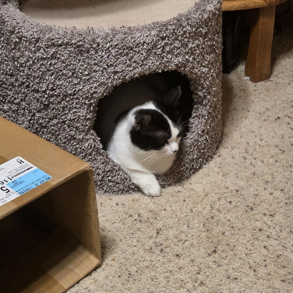 Caprese, Adoptable, Young Female Domestic Short Hair.