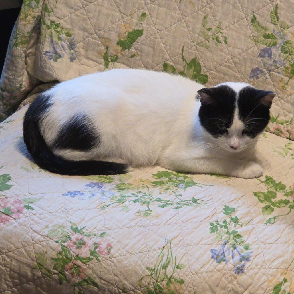 Caprese, a Adoptable Domestic Short Hair in Buffalo, MN image 2/3