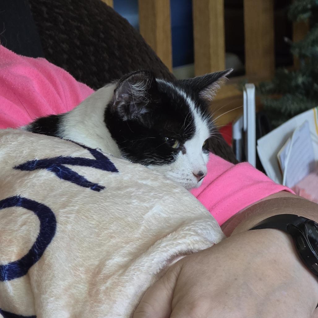 Caprese, a Adoptable Domestic Short Hair in Buffalo, MN image 3/3