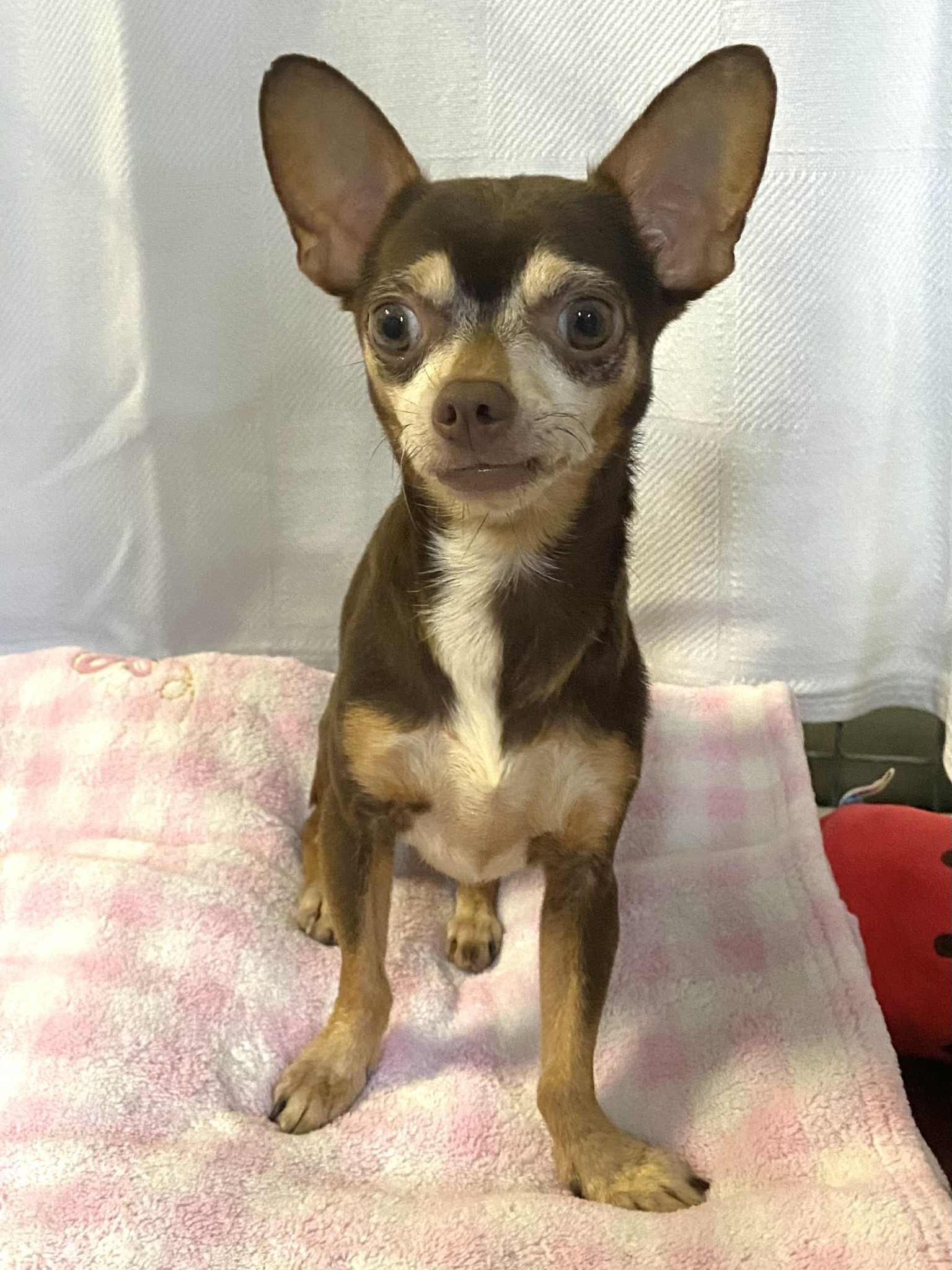FANNY, Adoptable, Adult Female Chihuahua.