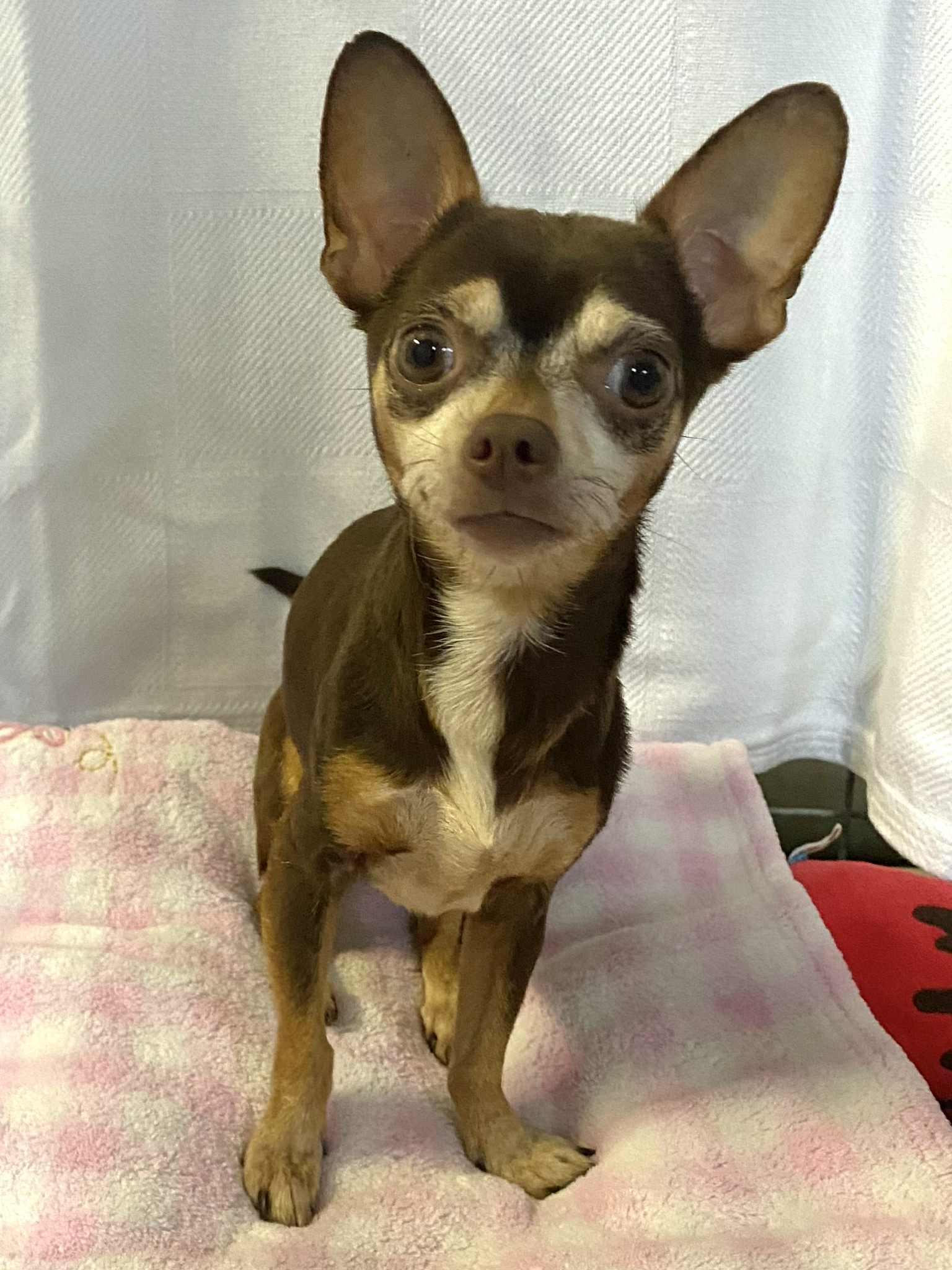 Enlarge FANNY, a Adoptable Chihuahua in Port Clinton, OH image 3/3