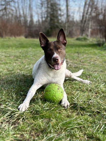 Enlarge Toby, a Adoptable mixed breed in Bellevue, WA image 1/3