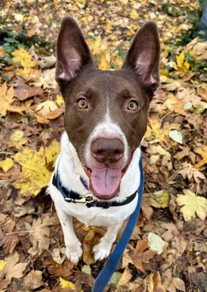 Toby, Adoptable, Adult Male Mixed Breed & Mixed Breed.