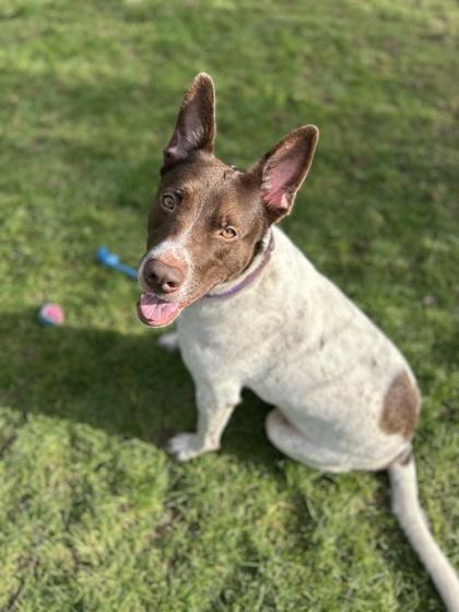 Enlarge Toby, a Adoptable mixed breed in Bellevue, WA image 2/3