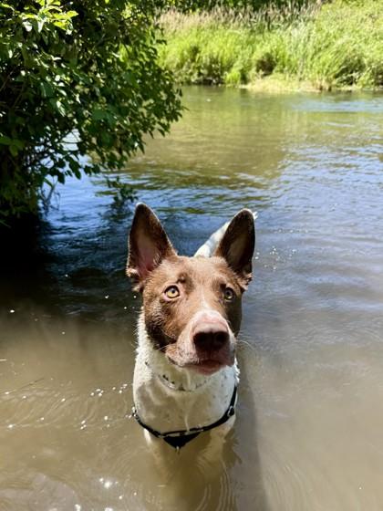 Enlarge Toby, a Adoptable mixed breed in Bellevue, WA image 2/3