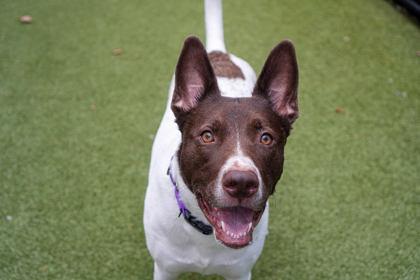 Enlarge Toby, a Adoptable mixed breed in Bellevue, WA image 3/3