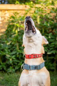 Pending! Peanut, a Adoptable mixed breed in Bowie, MD image 2/4