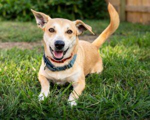 Pending! Peanut, a Adoptable mixed breed in Bowie, MD image 3/4