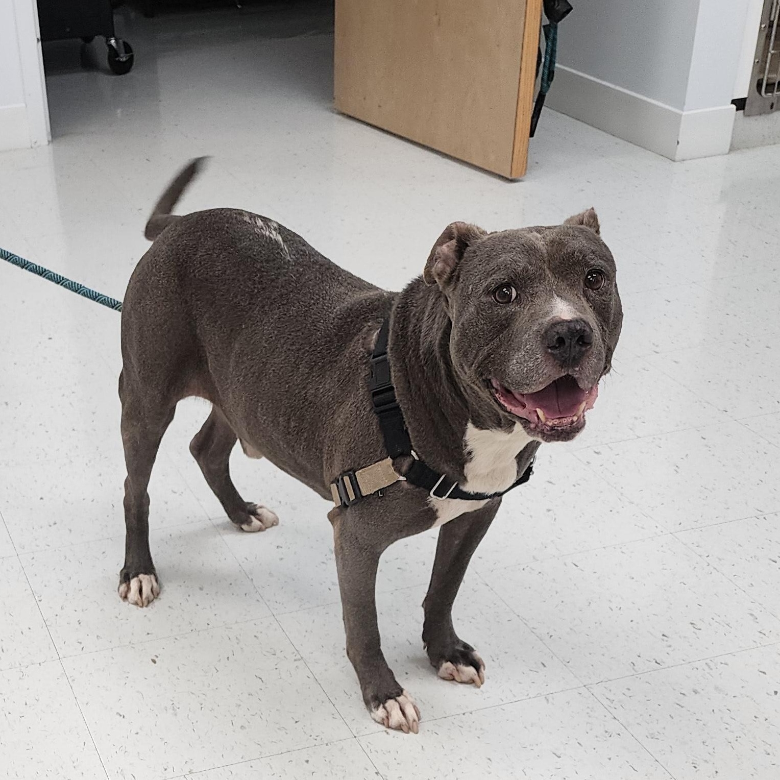 Biggie, Adoptable, Senior Male Pit Bull Terrier.