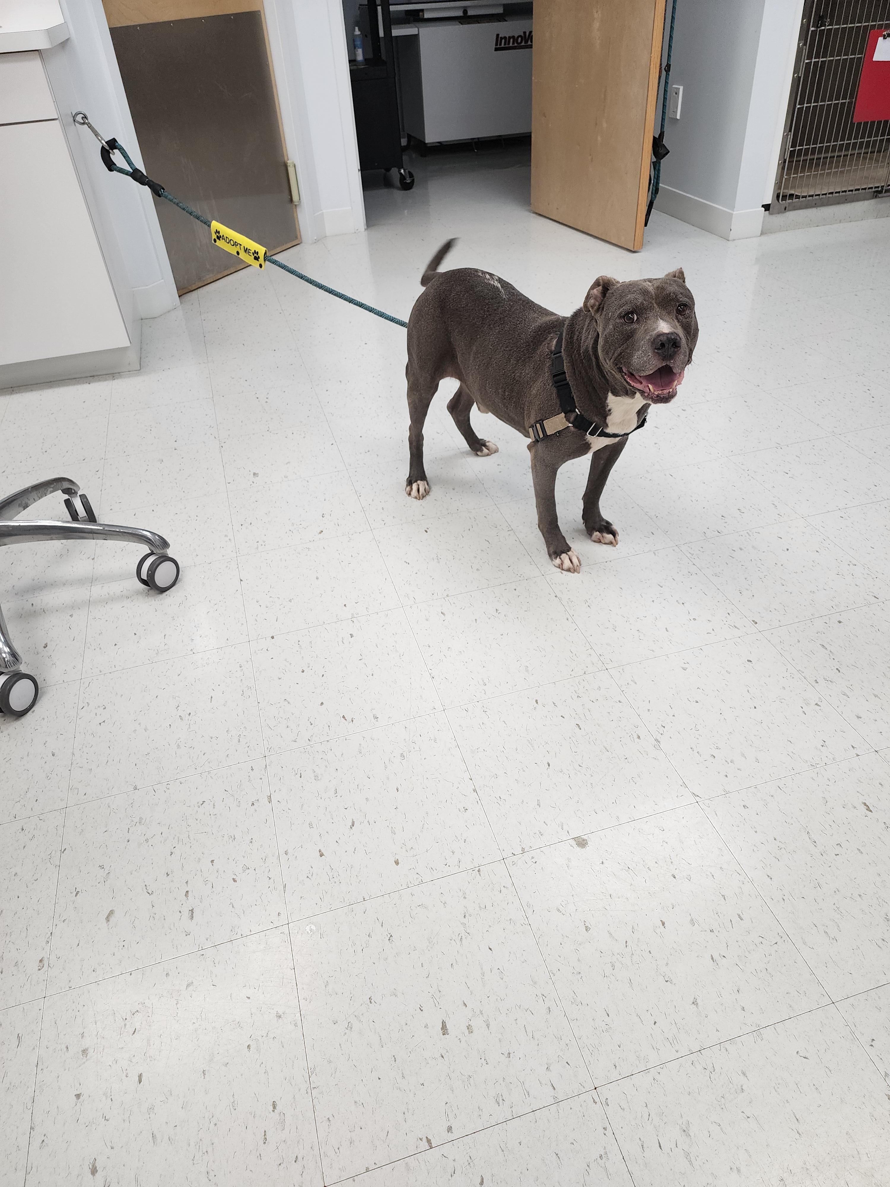 Enlarge Biggie, a Adoptable Pit Bull Terrier in Powder Springs, GA image 1/1