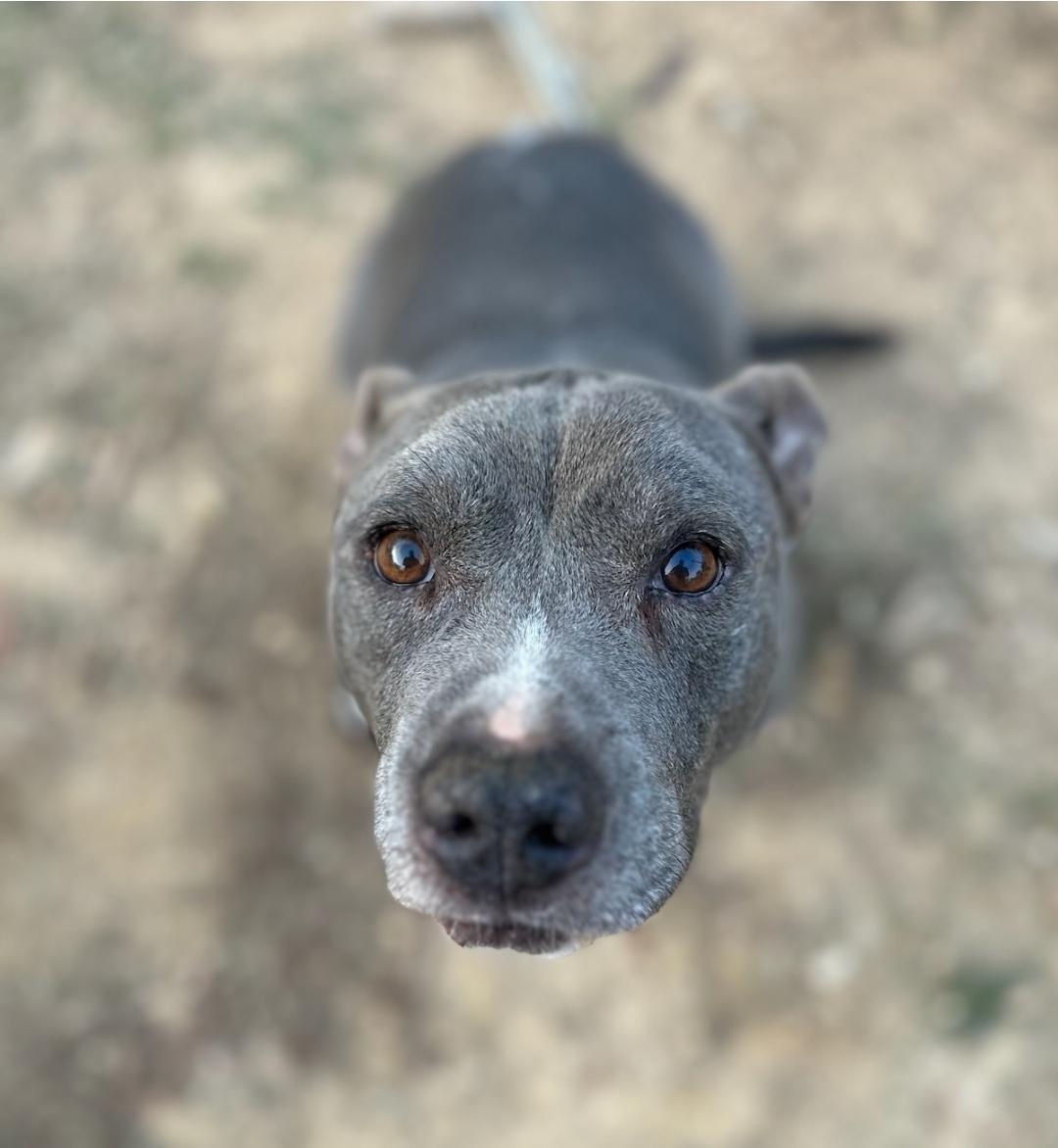 Enlarge Biggie, a Adoptable Pit Bull Terrier in Powder Springs, GA image 1/1