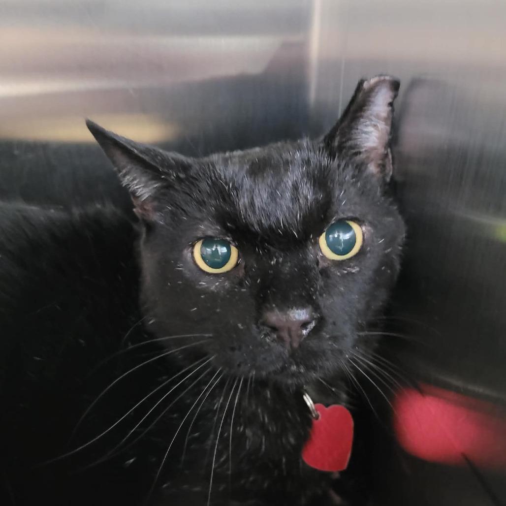 Enlarge Lorenzo, a Adoptable Bombay in Las Vegas, NV image 1/1