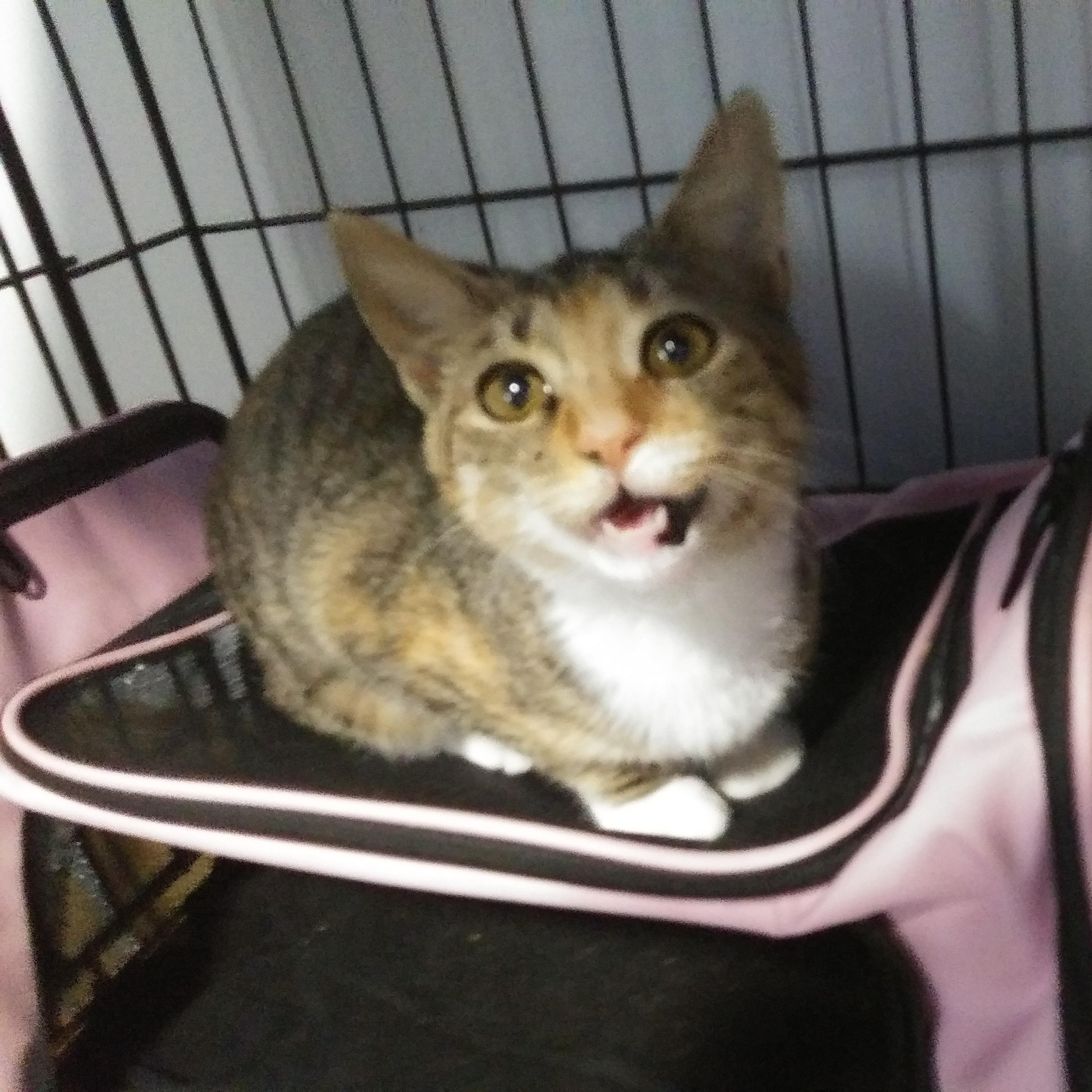Enlarge Snickers (In foster), a Adoptable Calico in Port Wentworth, GA image 2/2