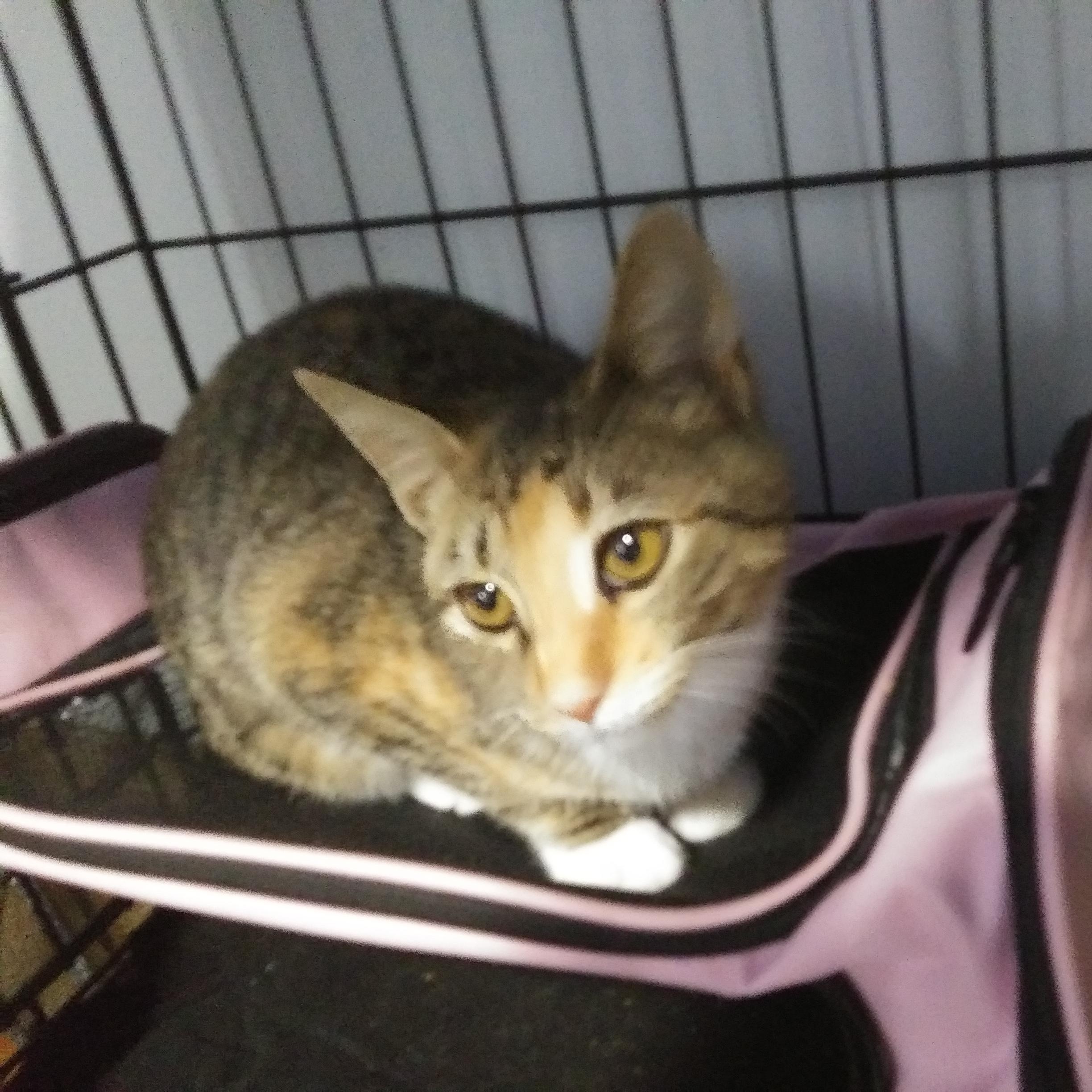 Snickers (In foster), Adoptable, Kitten Female Calico.