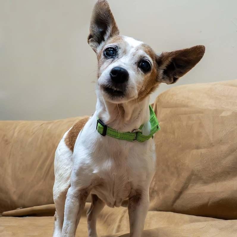 Enlarge Wilma, an adoptable mixed breed in Washington, PA image 1/4