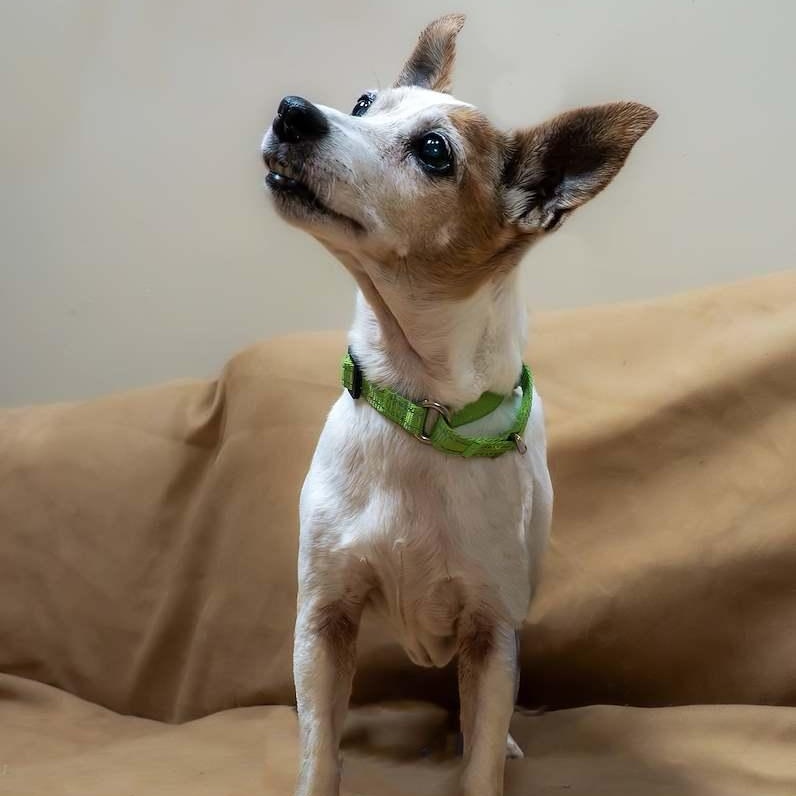 Enlarge Wilma, an adoptable mixed breed in Washington, PA image 2/4