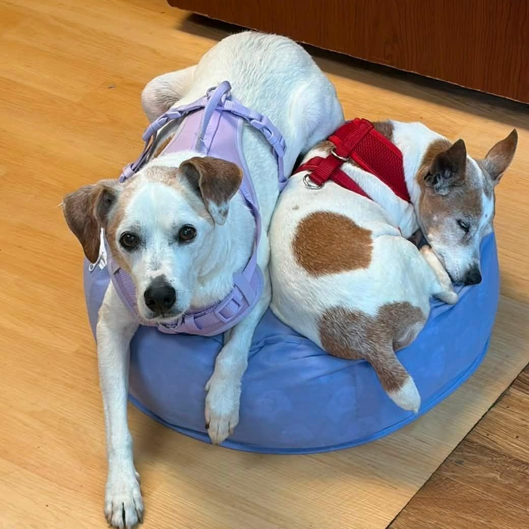 Enlarge Wilma, an adoptable mixed breed in Washington, PA image 6/6