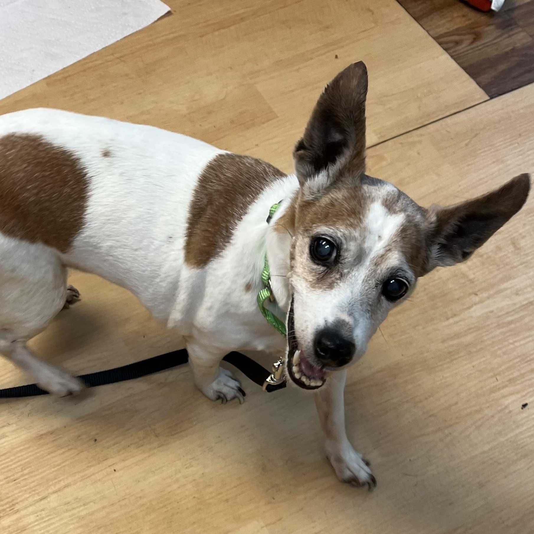 Enlarge Wilma, an adoptable mixed breed in Washington, PA image 5/6