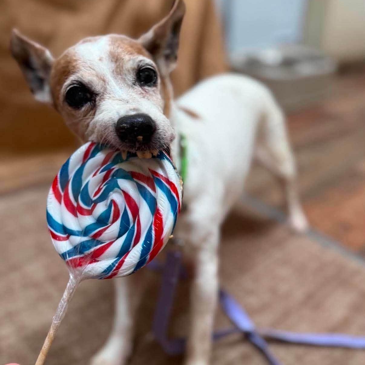 Enlarge Wilma, an adoptable mixed breed in Washington, PA image 3/6