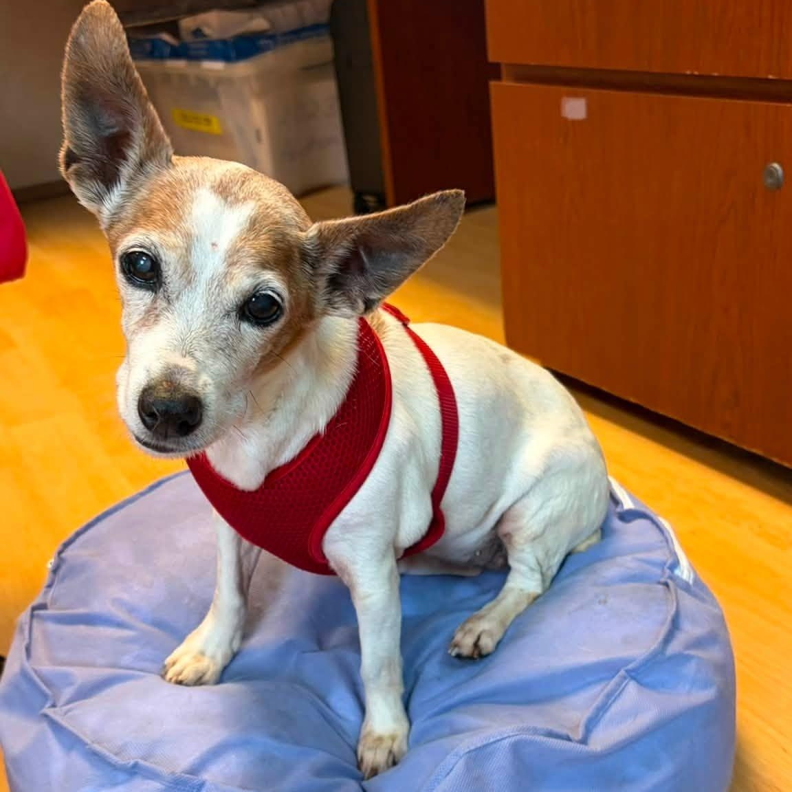 Wilma, adoptable, Senior Male Jack Russell Terrier & Chihuahua.