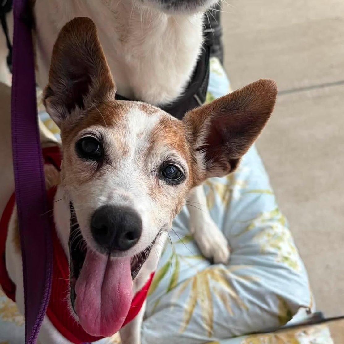 Enlarge Wilma, an adoptable mixed breed in Washington, PA image 2/6
