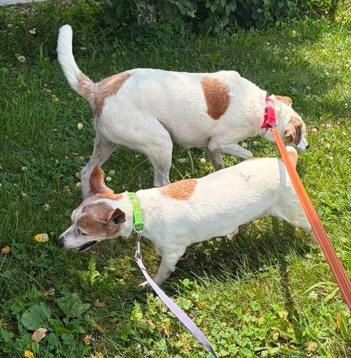Enlarge Wilma, an adoptable mixed breed in Washington, PA image 3/4