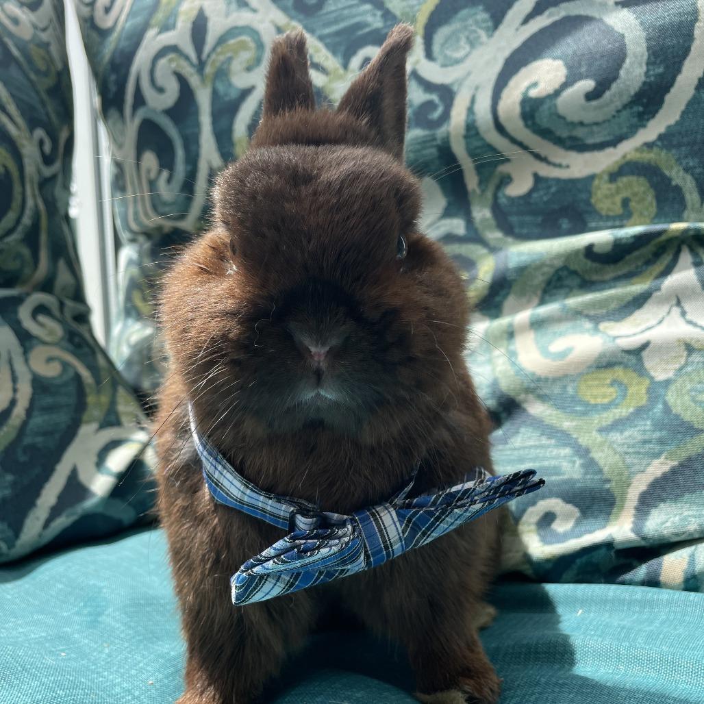Enlarge Hank (bonded to Willie), a Adoptable American in West Des Moines, IA image 1/3