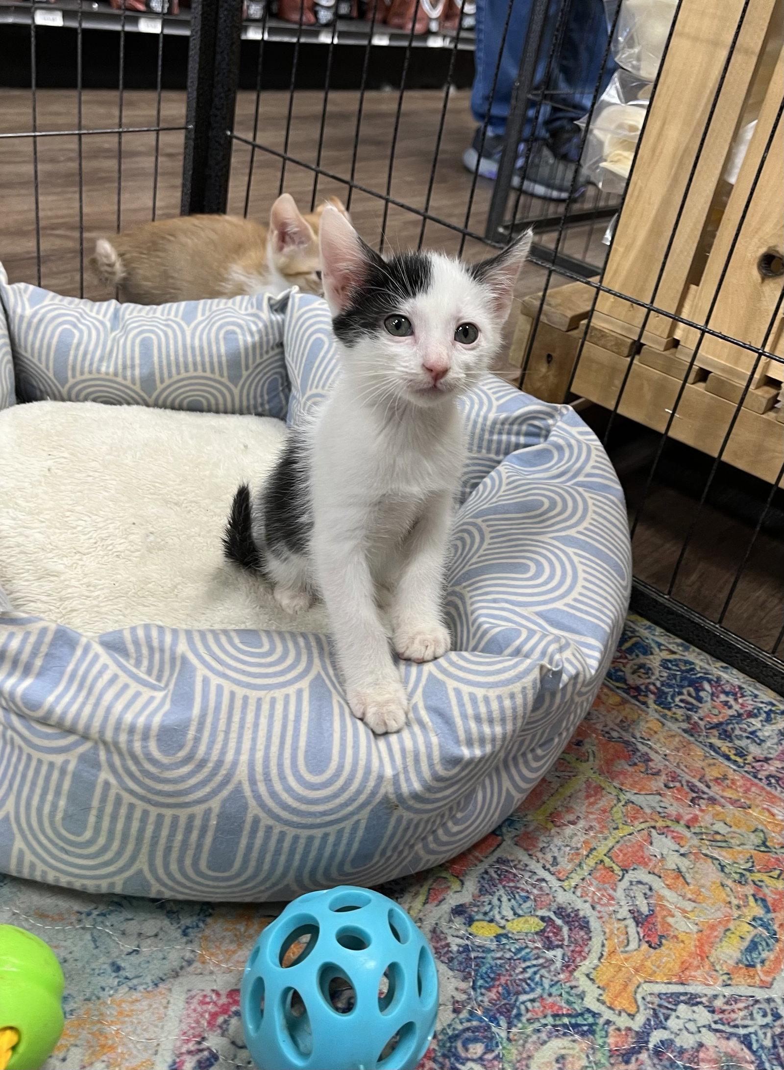 Enlarge RAVIOLI, a Adoptable Domestic Short Hair in Southaven, MS image 3/3