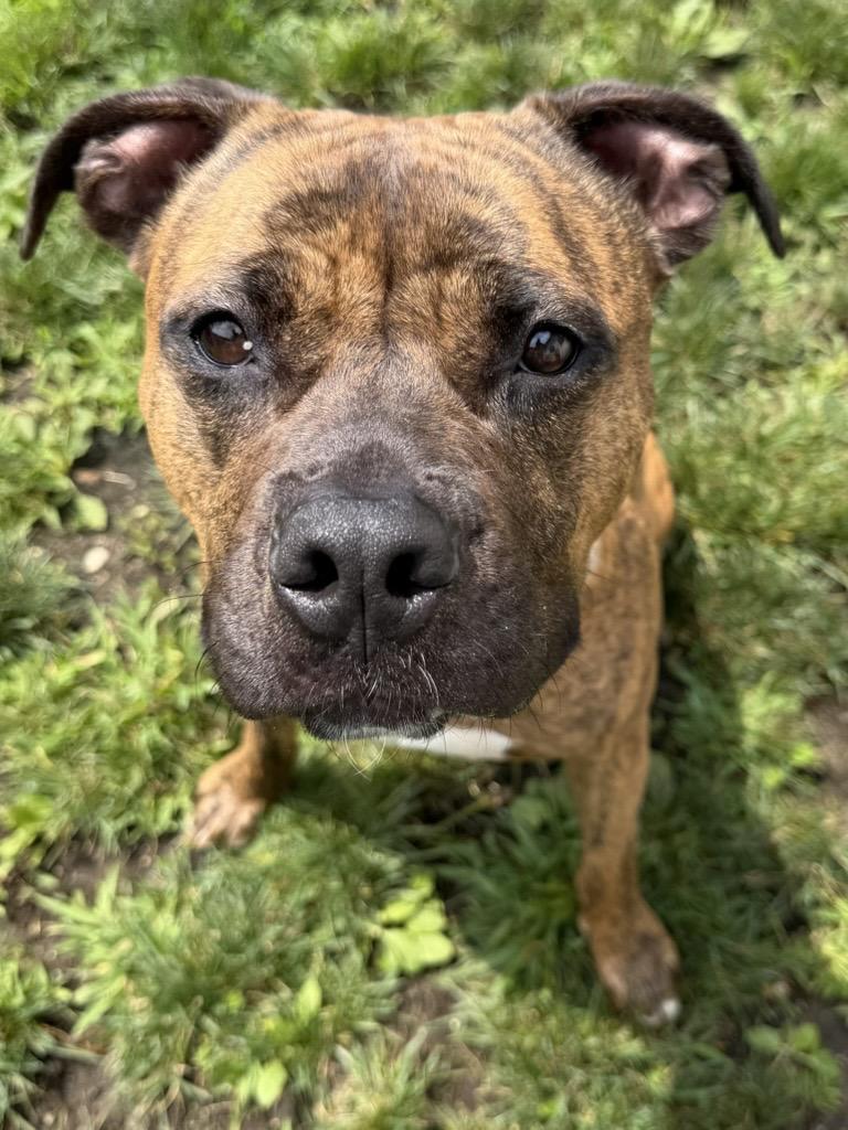 Enlarge Cookie Tag 1085, a Adoptable mixed breed in Central Islip, NY image 1/1