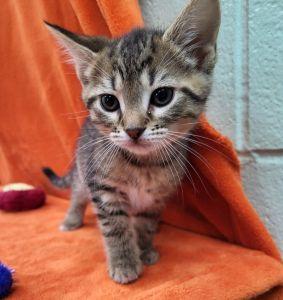 Ember, a ADOPTABLE Domestic Short Hair in Bucyrus, OH image 3/3