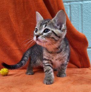 Ember, a ADOPTABLE Domestic Short Hair in Bucyrus, OH image 2/3