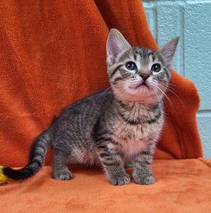 Ember, a ADOPTABLE Domestic Short Hair in Bucyrus, OH image 1/3