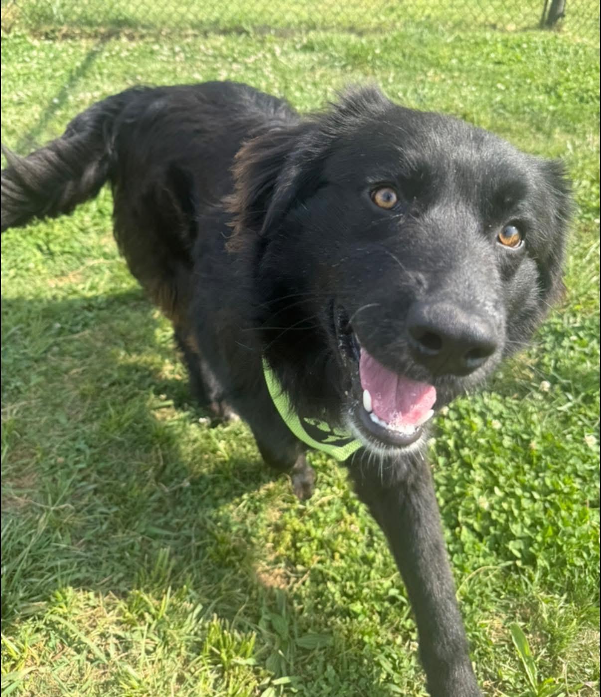 Enlarge Stanley, an adopted mixed breed in Lebanon, TN image 2/4