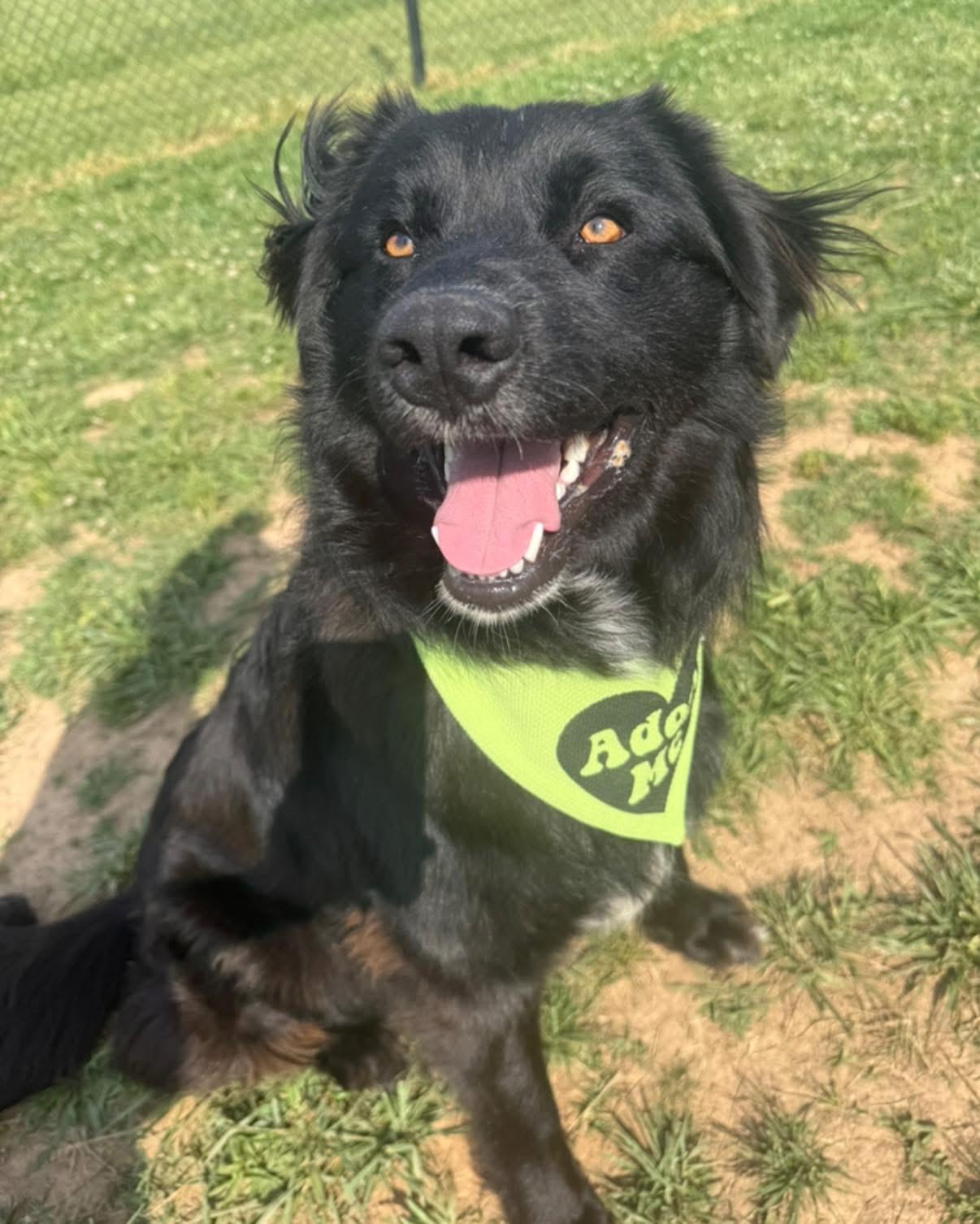 Enlarge Stanley, an adopted mixed breed in Lebanon, TN image 4/4