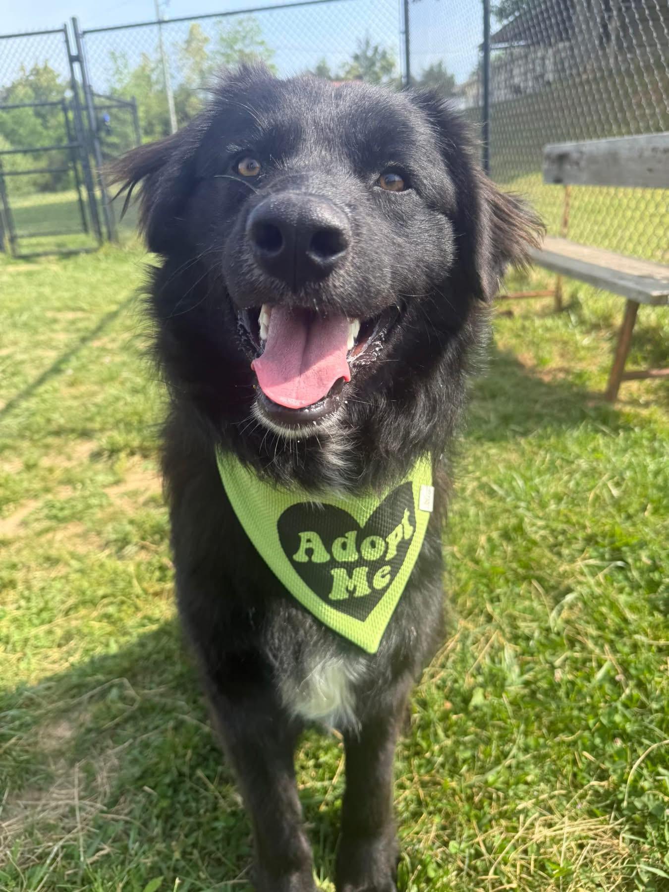 Stanley, adopted, Young Male Australian Shepherd.