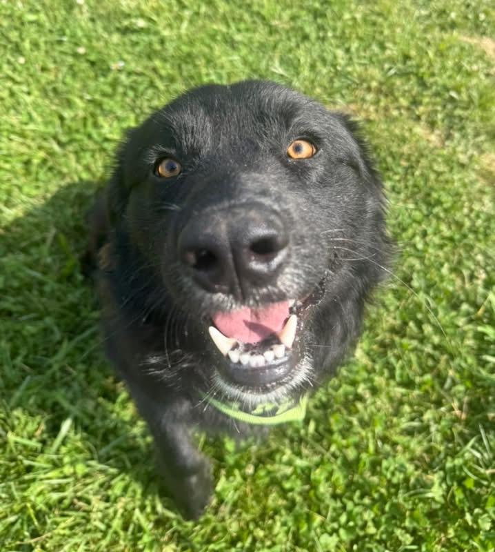 Enlarge Stanley, an adopted mixed breed in Lebanon, TN image 3/4