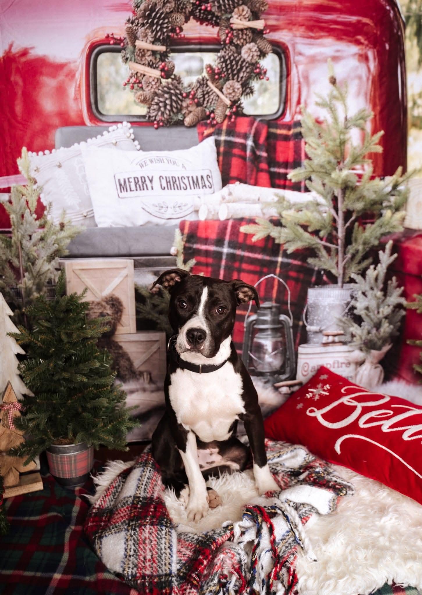 Romeo, a ADOPTABLE mixed breed in Albuquerque, NM image 2/3