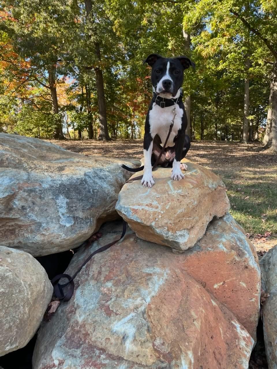 Romeo, ADOPTABLE, Adult Male American Staffordshire Terrier.