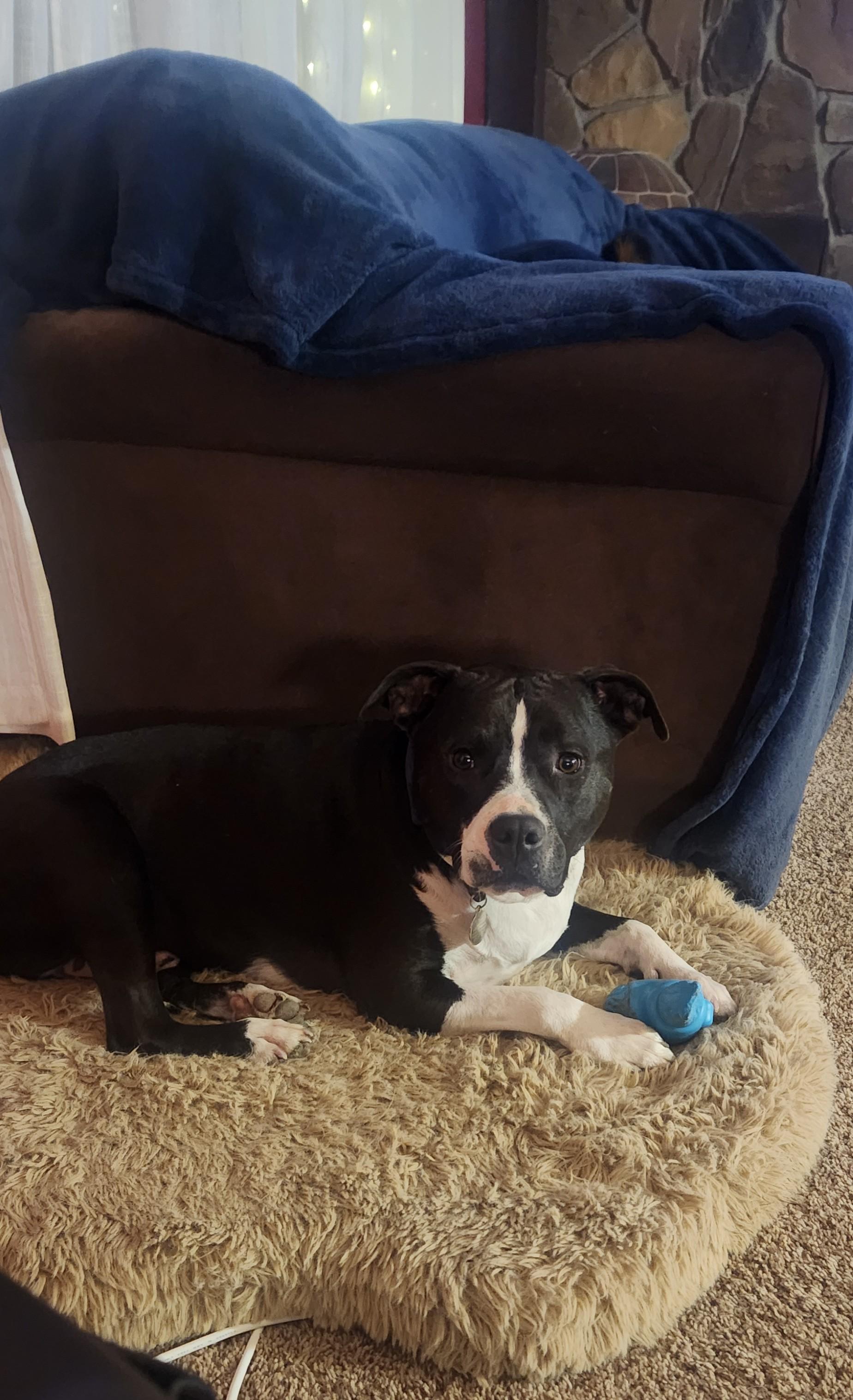 Romeo, a ADOPTABLE mixed breed in Albuquerque, NM image 3/3
