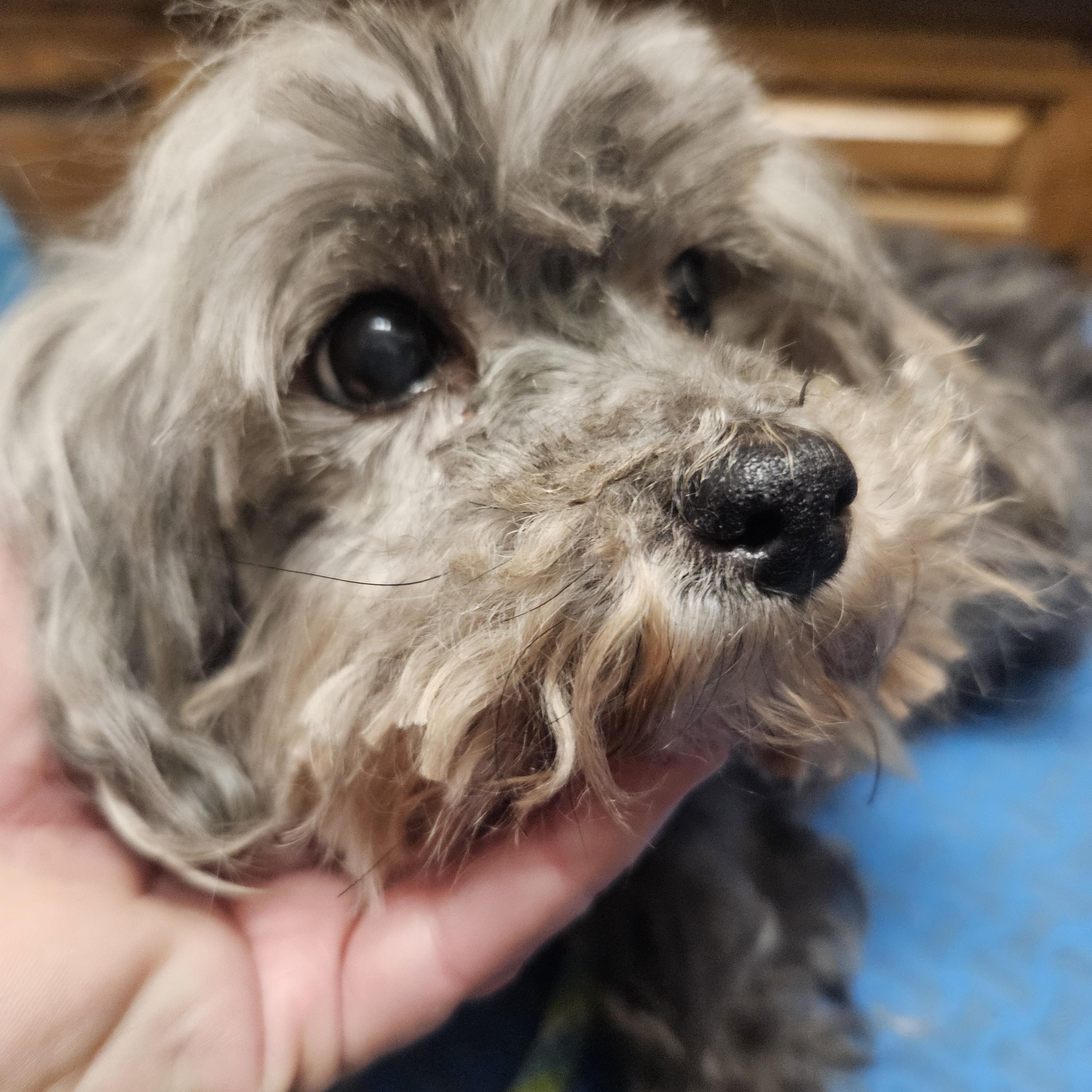 Alice, adopted, Senior Female Shih Tzu.