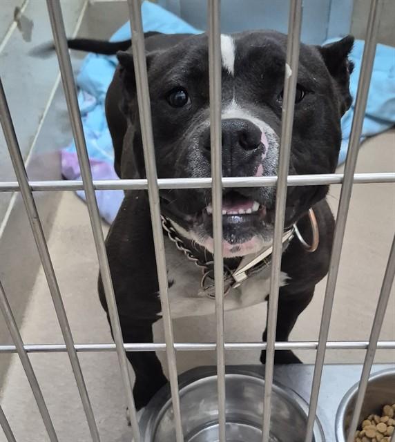 PORKCHOP, Adoptable, Young Male Pit Bull Terrier.