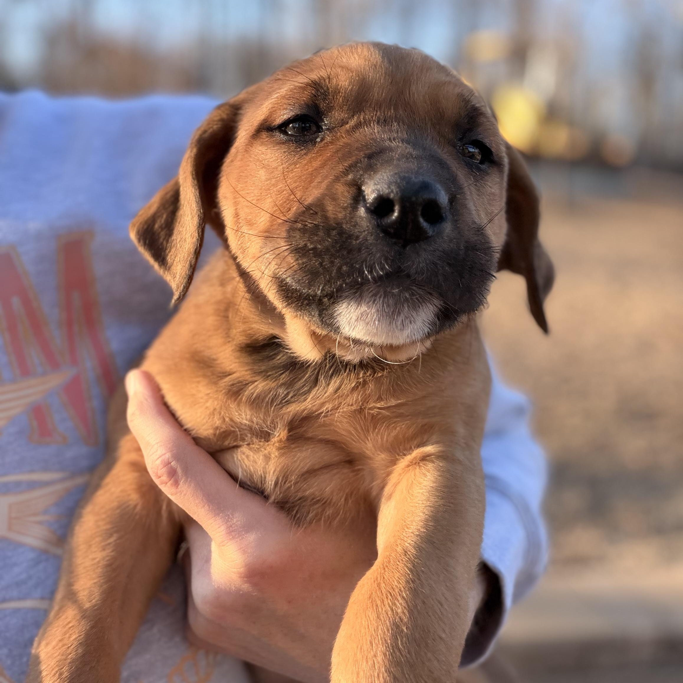 Enlarge Cierra , a hold mixed breed in Warrior, AL image 1/6