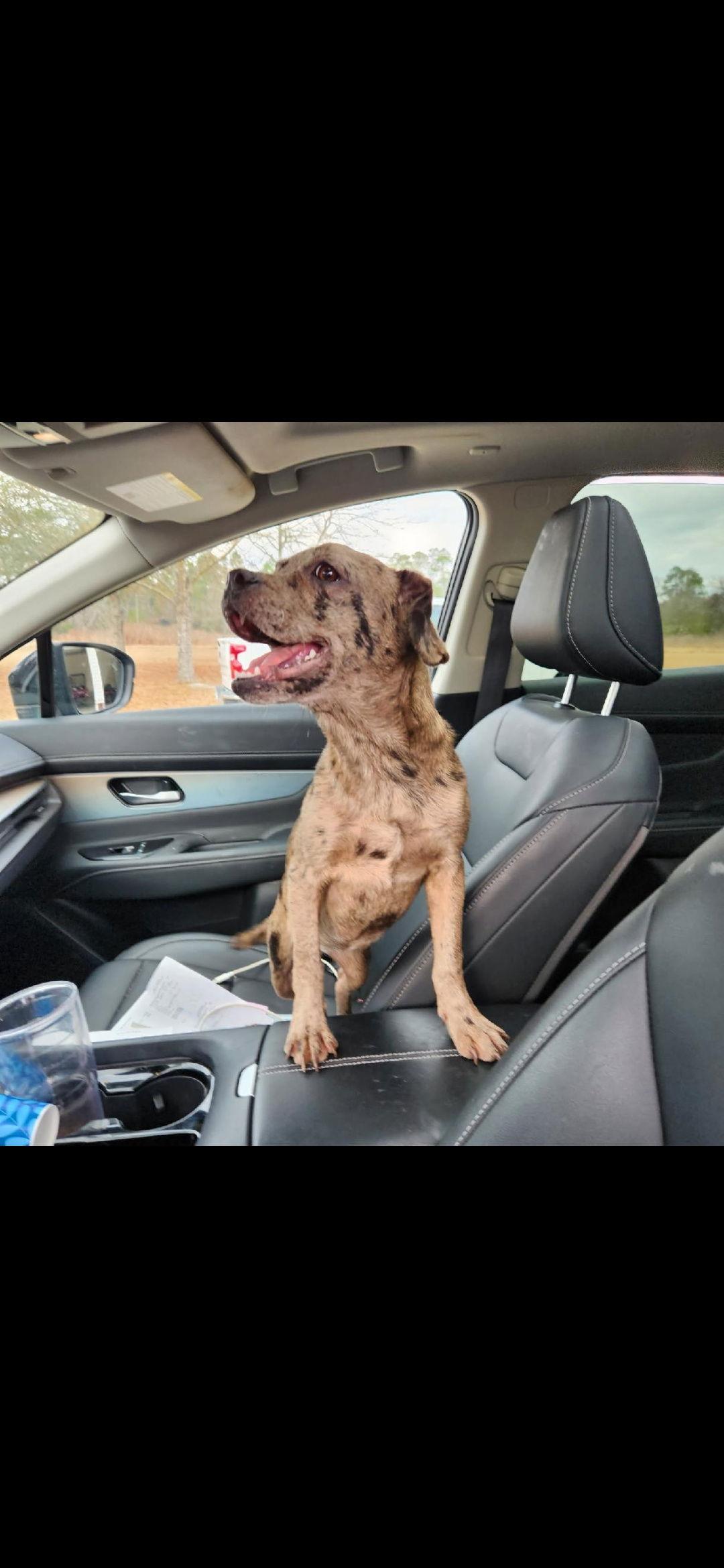 Callie, Adoptable, Young Female French Bulldog.