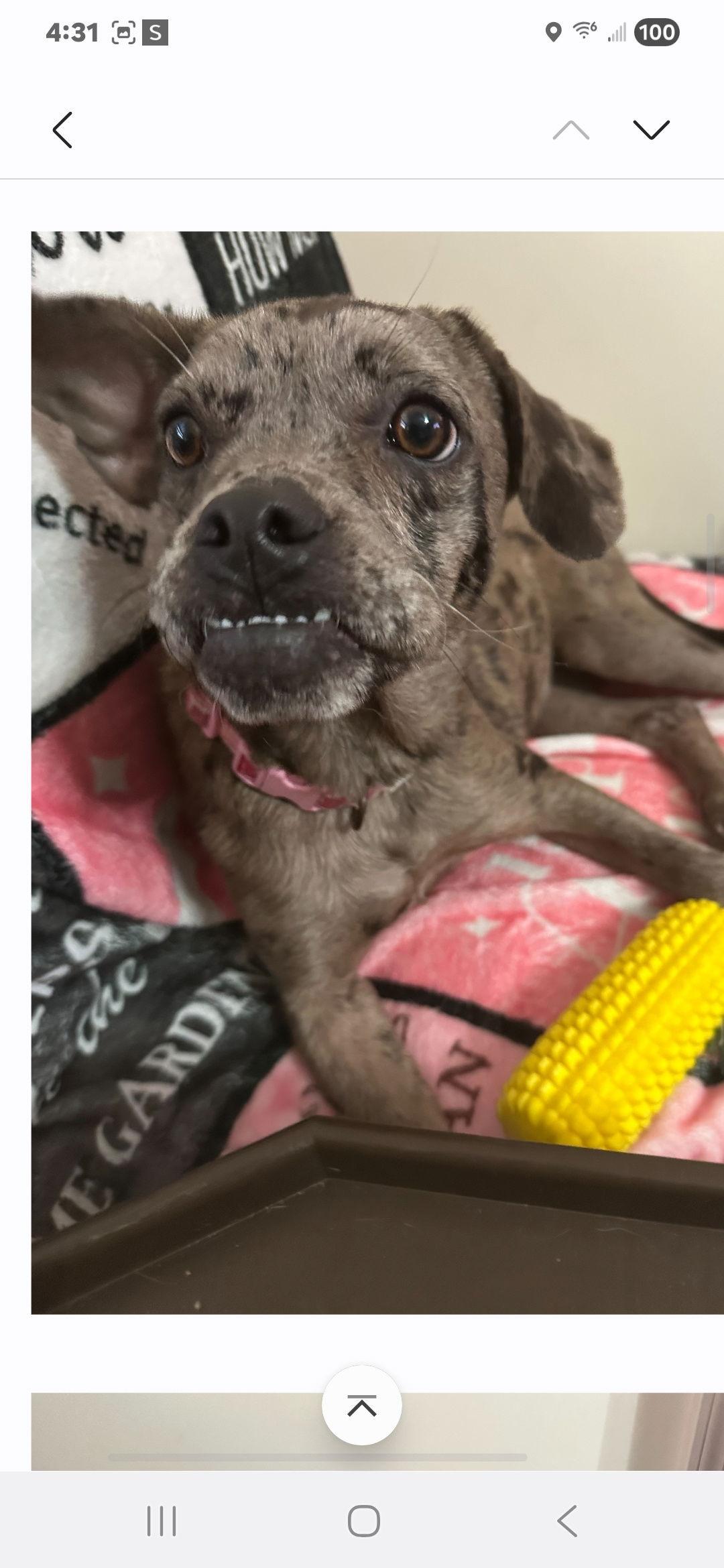 Enlarge Callie, a Adoptable French Bulldog in Brooksville, FL image 2/3