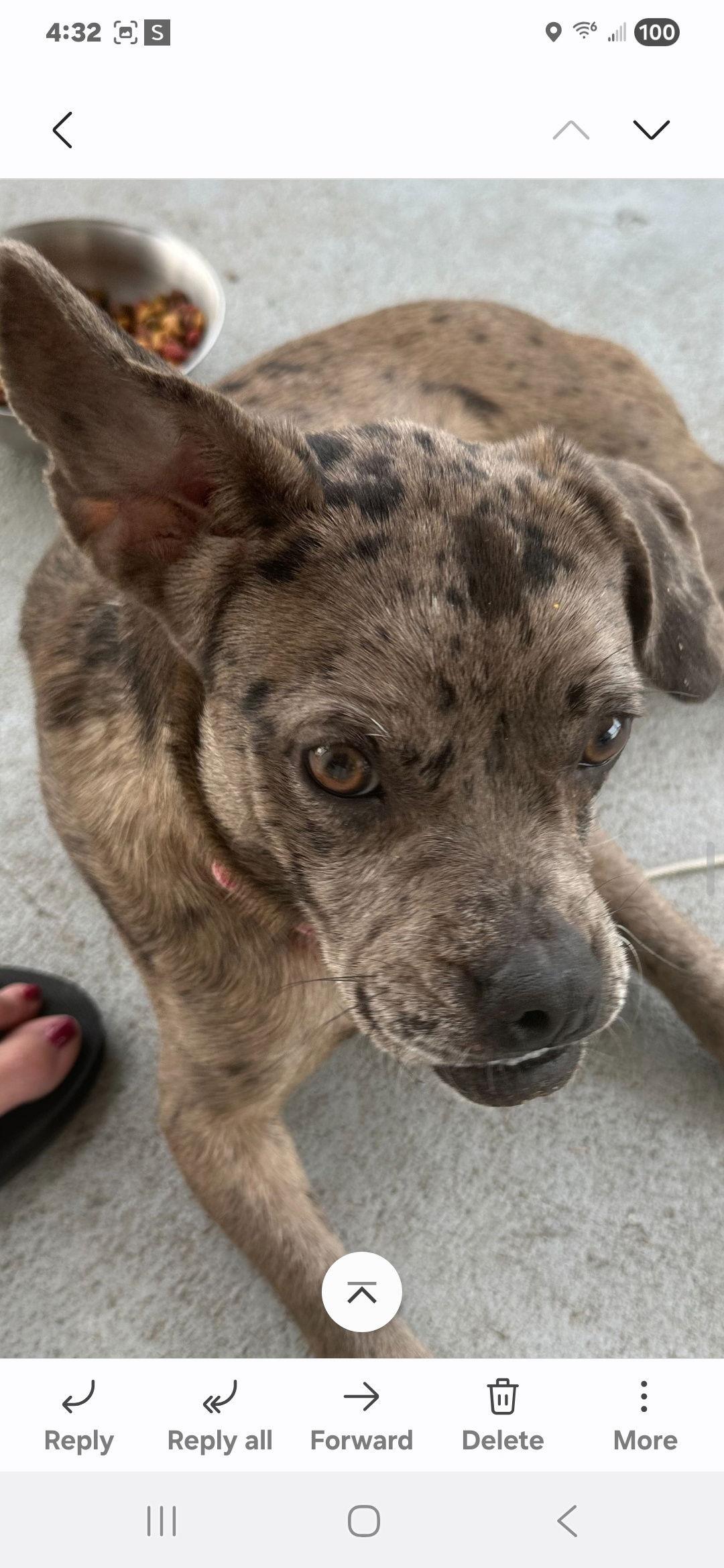 Enlarge Callie, a Adoptable French Bulldog in Brooksville, FL image 3/3