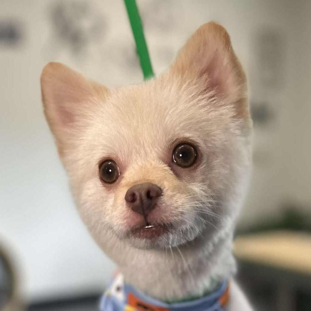 Phoenix, Adoptable, Young Male Pomeranian.