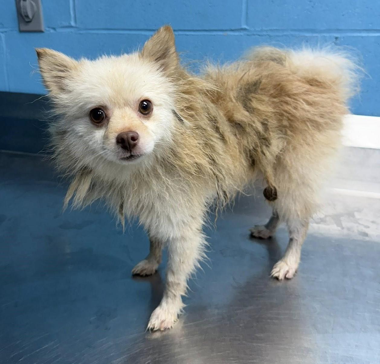 Phoenix, Adoptable, Young Male Pomeranian.