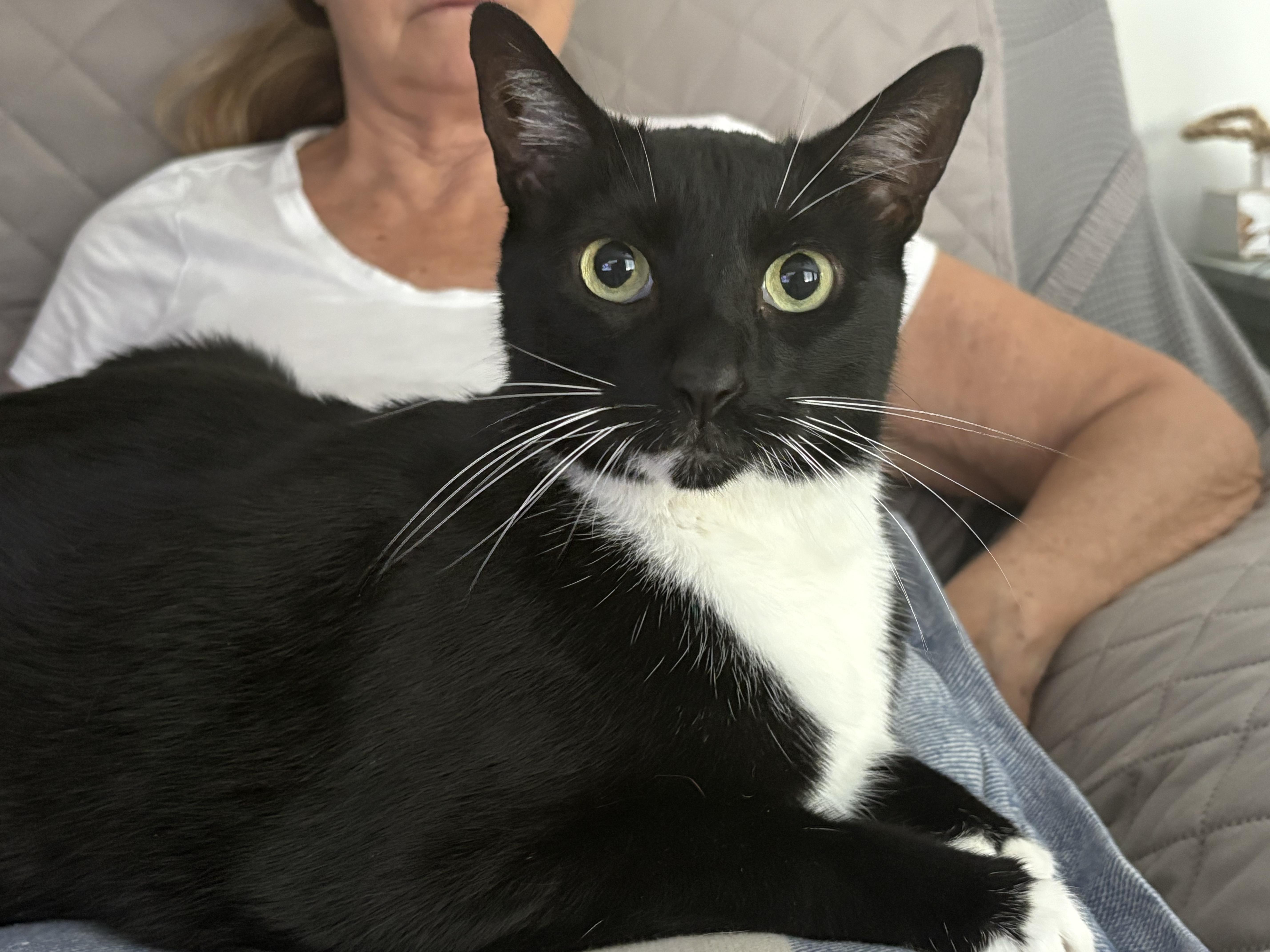 Enlarge Sox, a Adoptable Domestic Short Hair in Hialeah, FL image 1/2