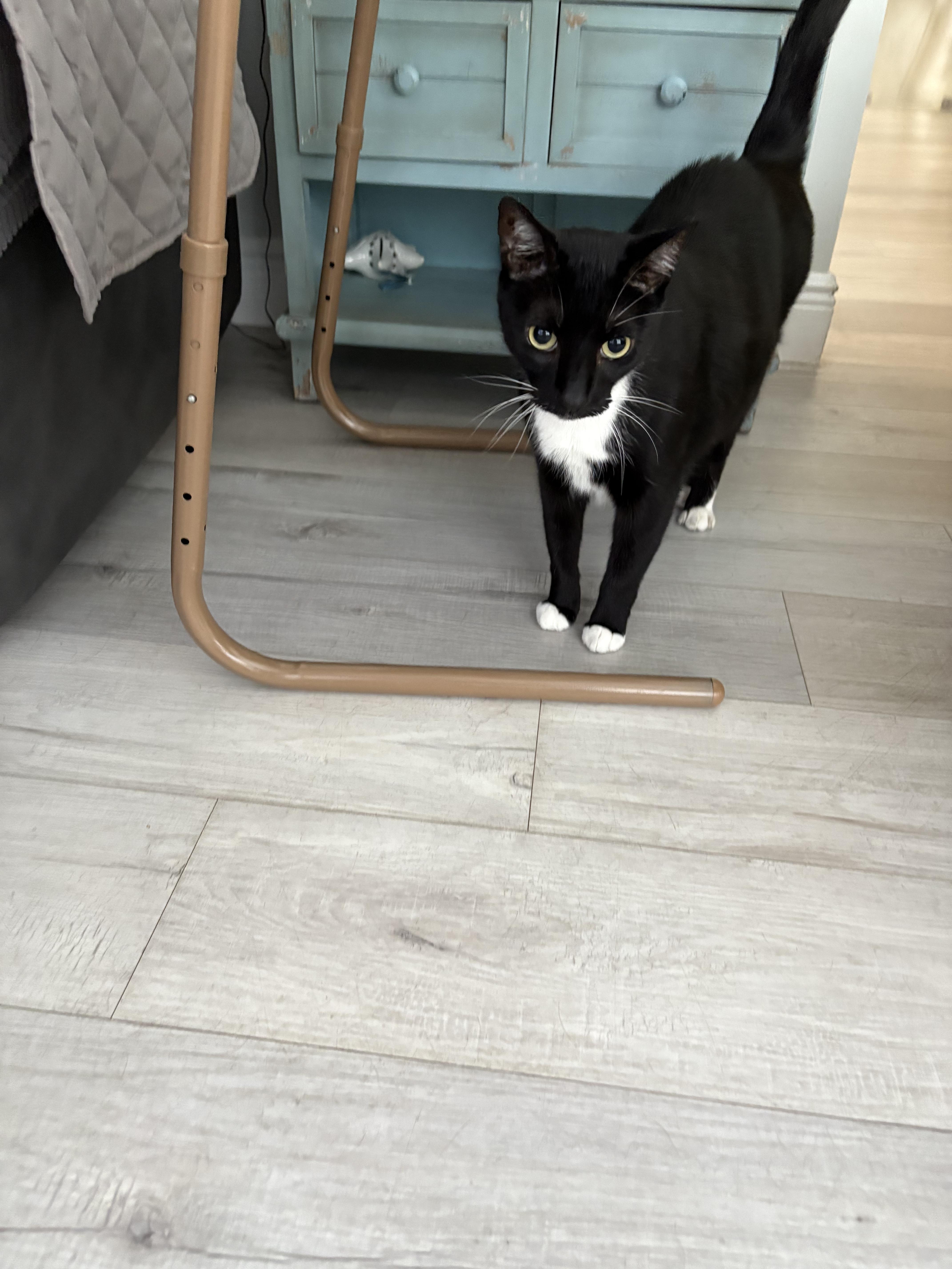 Enlarge Sox, a Adoptable Domestic Short Hair in Hialeah, FL image 2/2